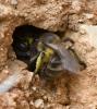 Andrena sp.